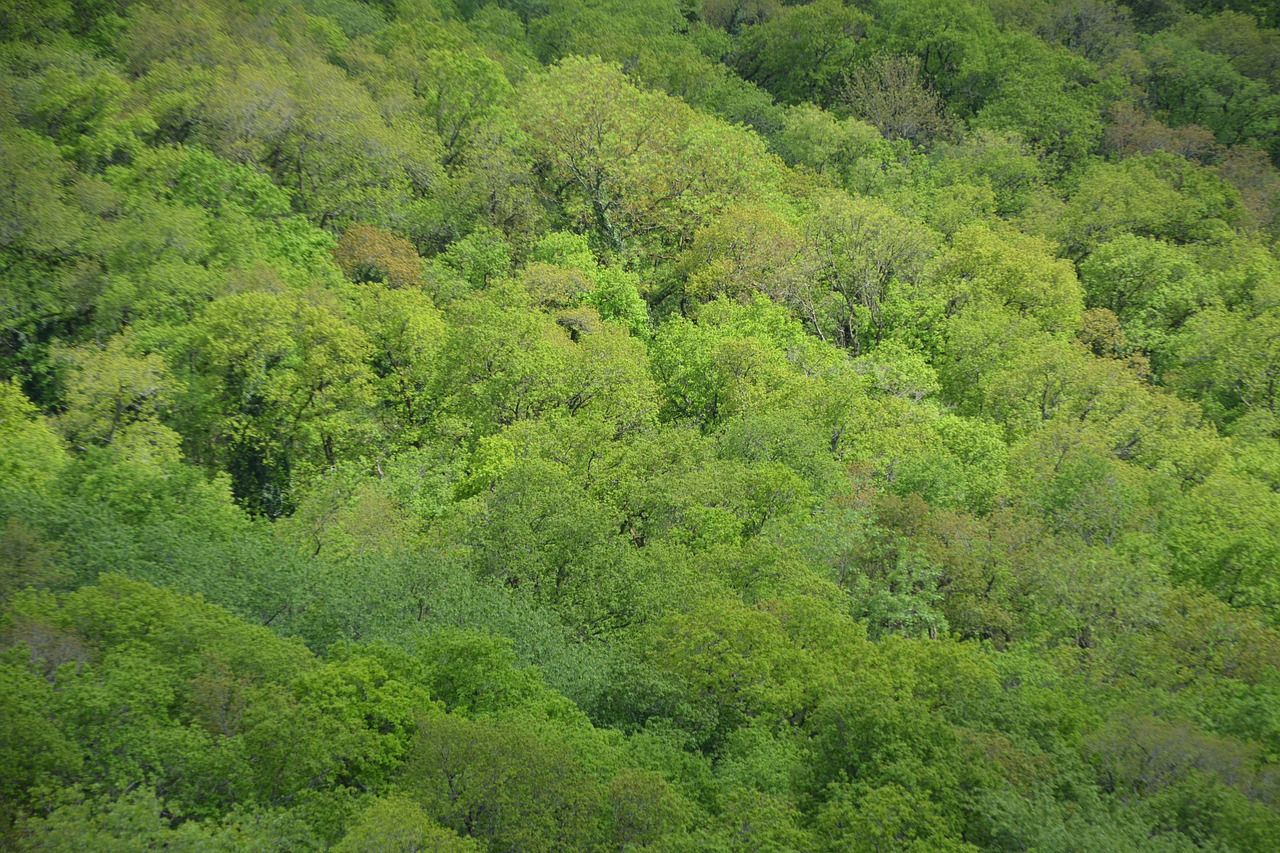 peaks trees  trees  forest free photo