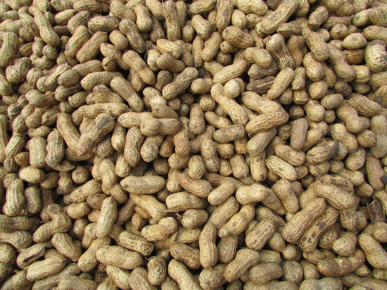 peanut ground nuts bangalore free photo