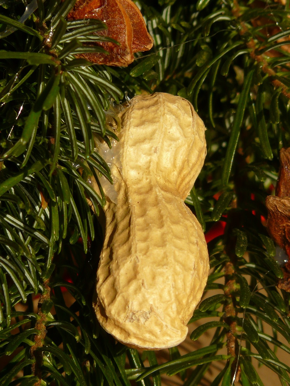 peanut nut decoration free photo