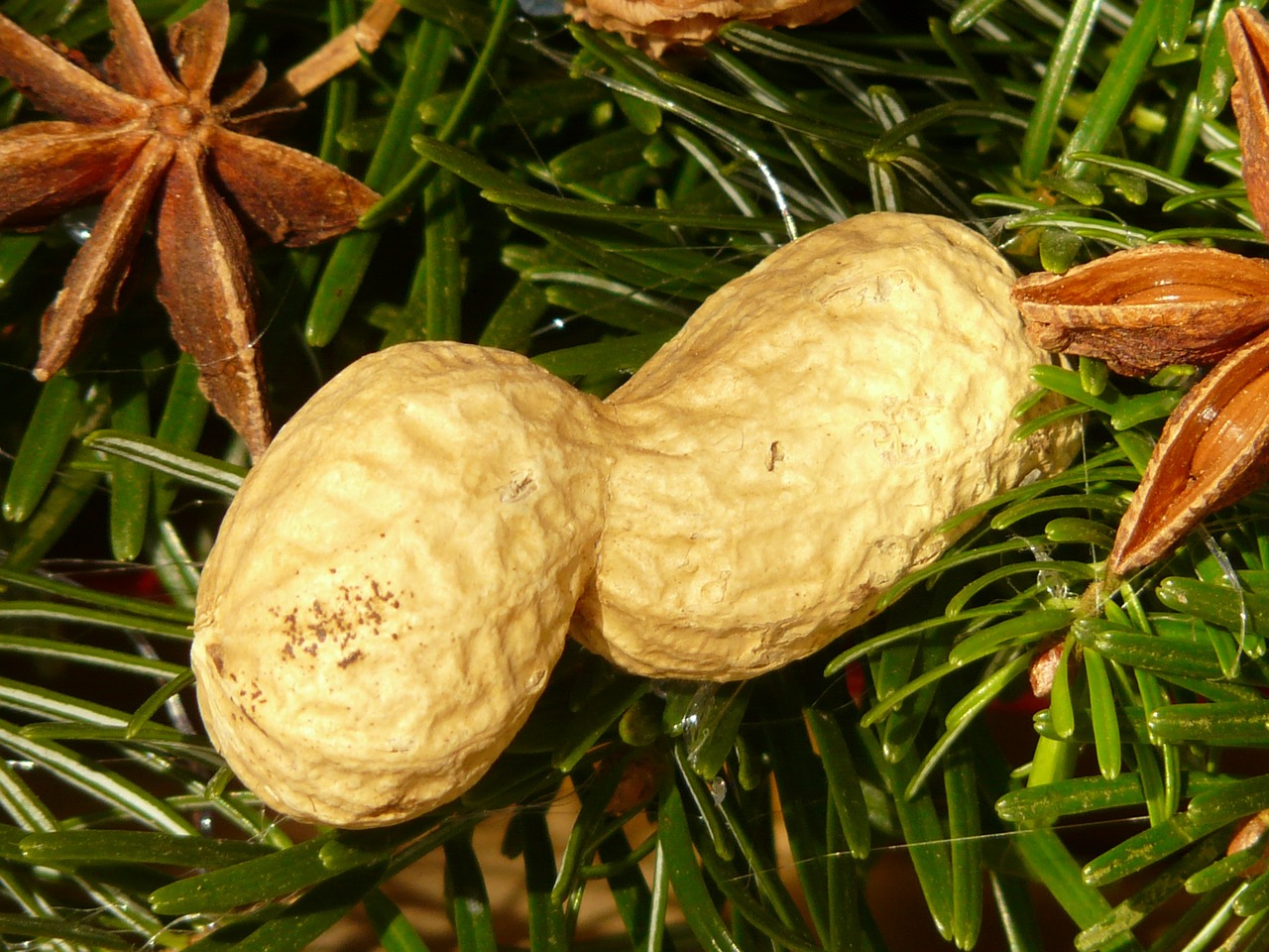 peanut nut decoration free photo