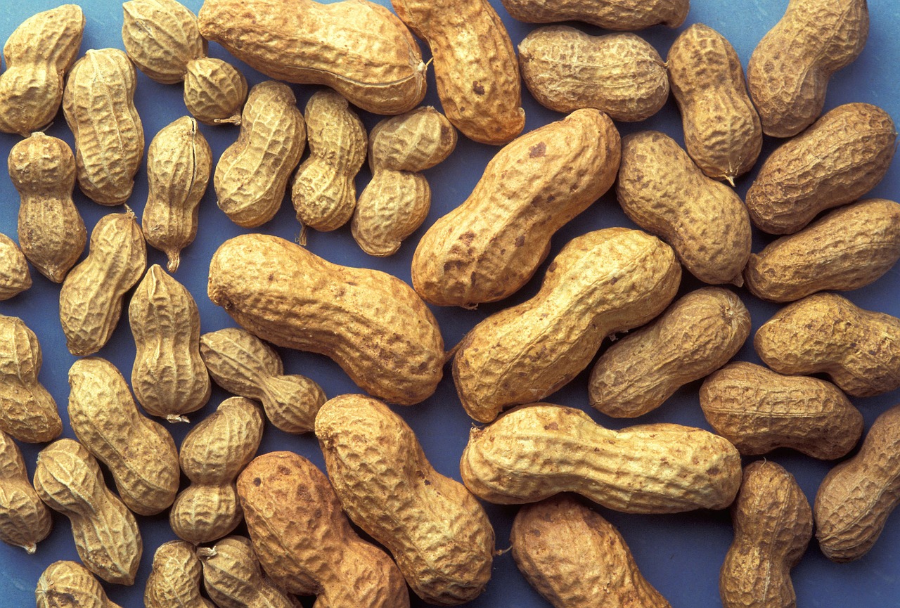 peanuts agriculture food free photo