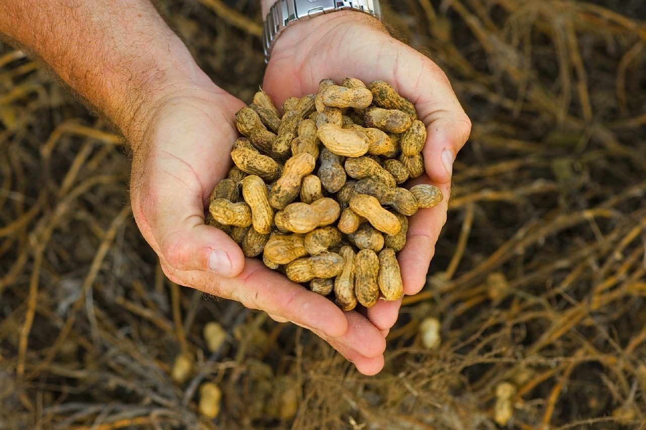 peanuts raw agriculture free photo