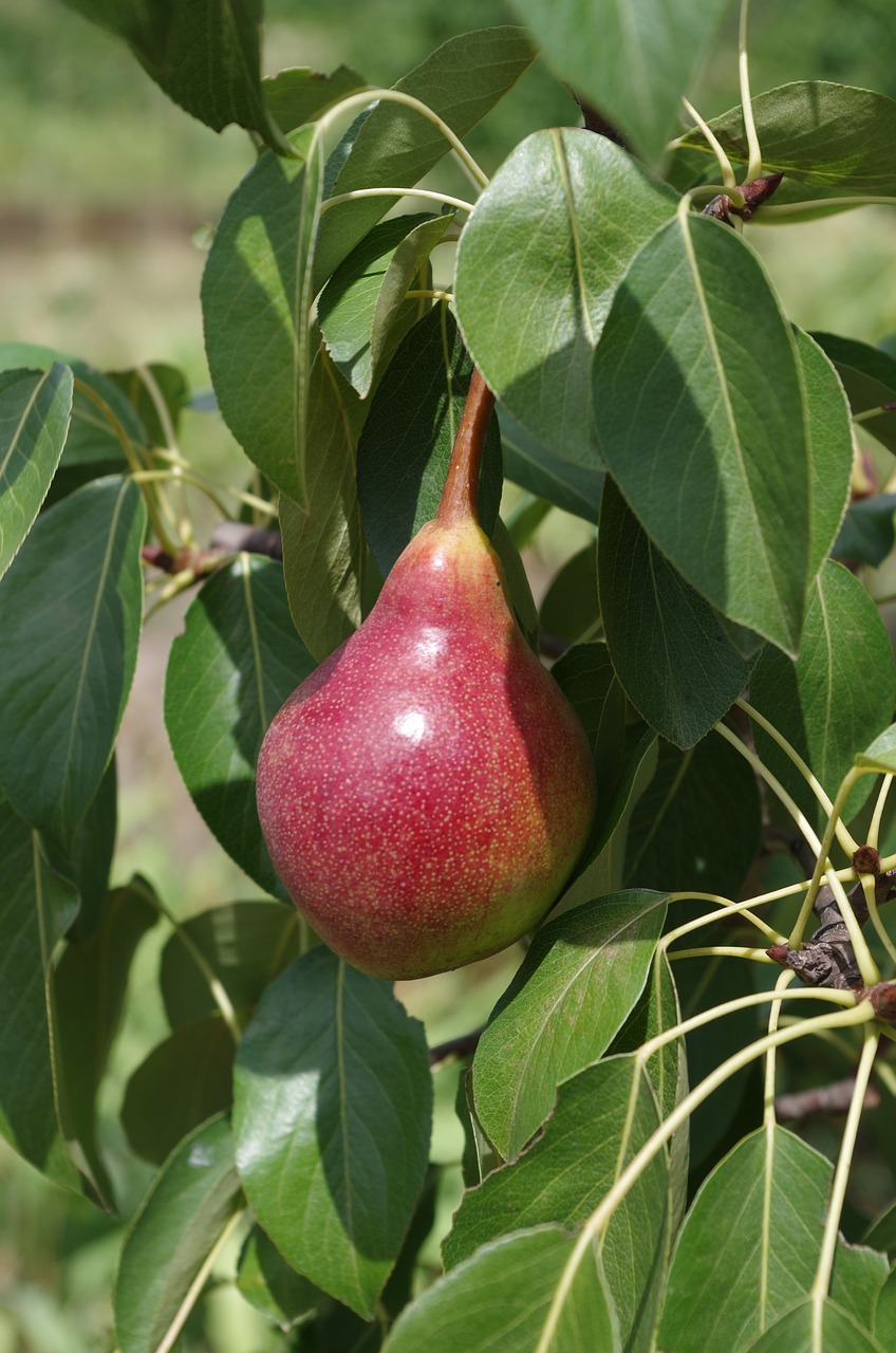 pear red fruit free photo