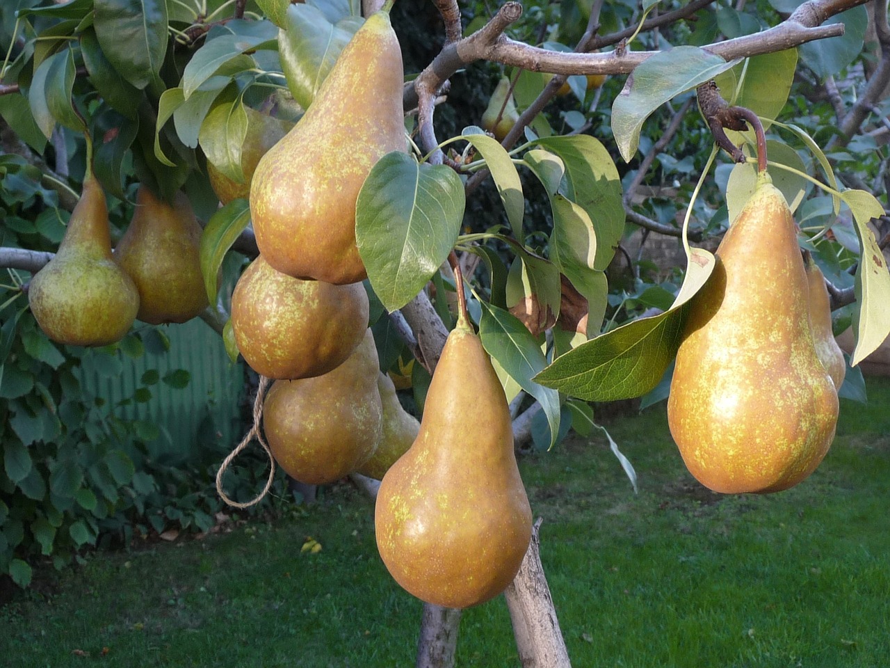 pear wood autumn free photo