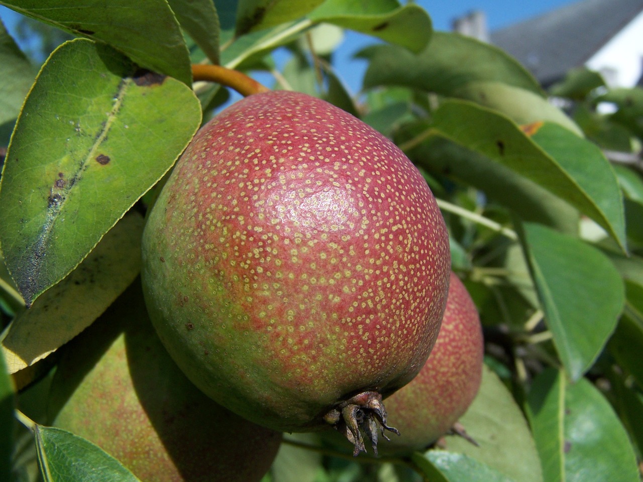 pear fruit foliage free photo