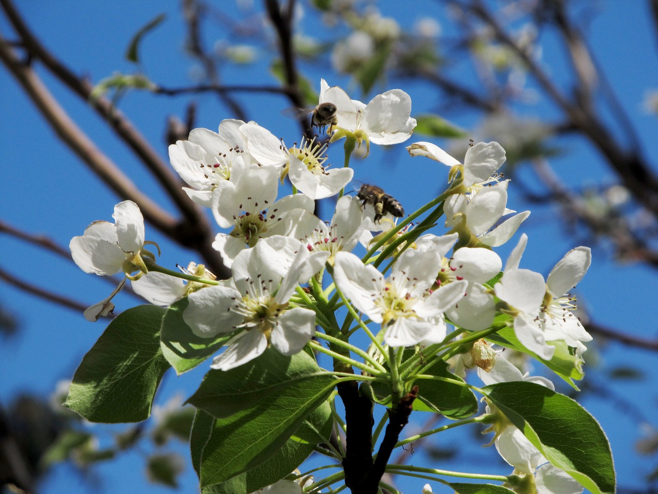 pear flower bee free photo