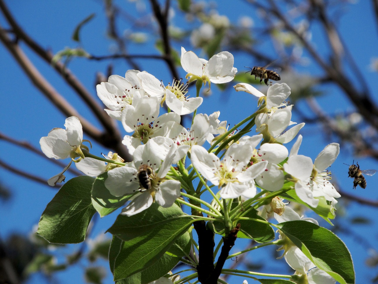 pear flower bee free photo