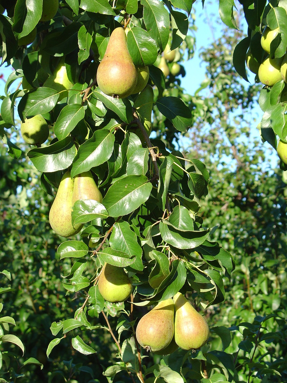 pear finland tree free photo