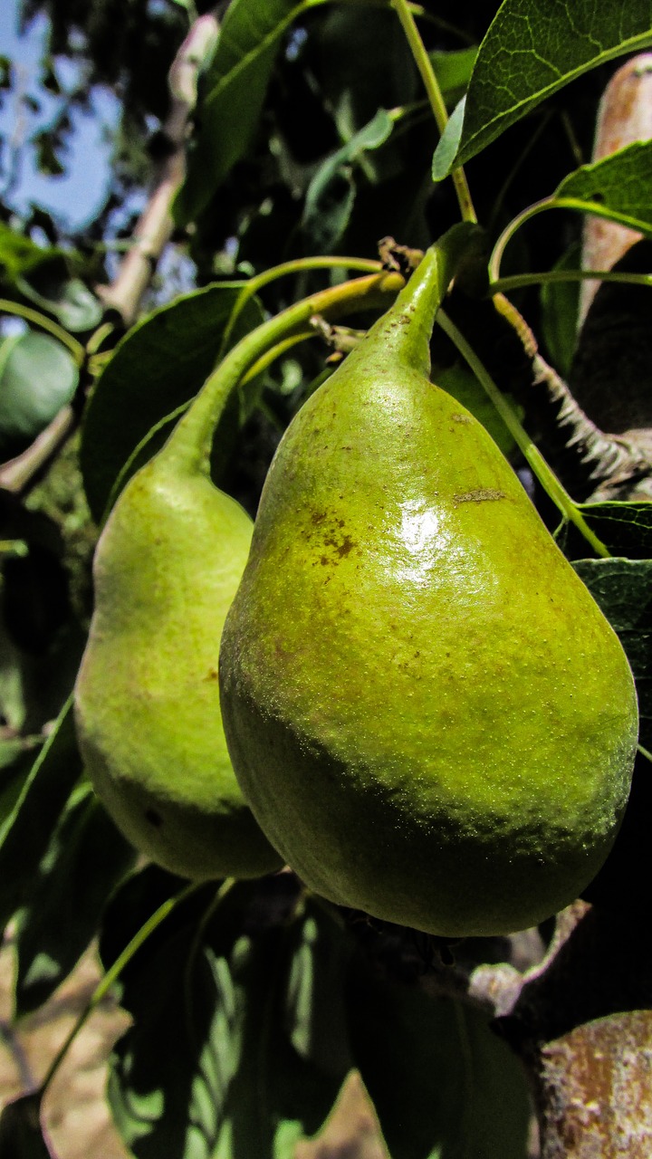 pear fruit tree free photo