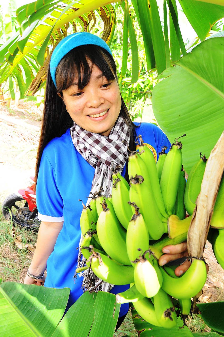 pear tet holiday vietnam free photo