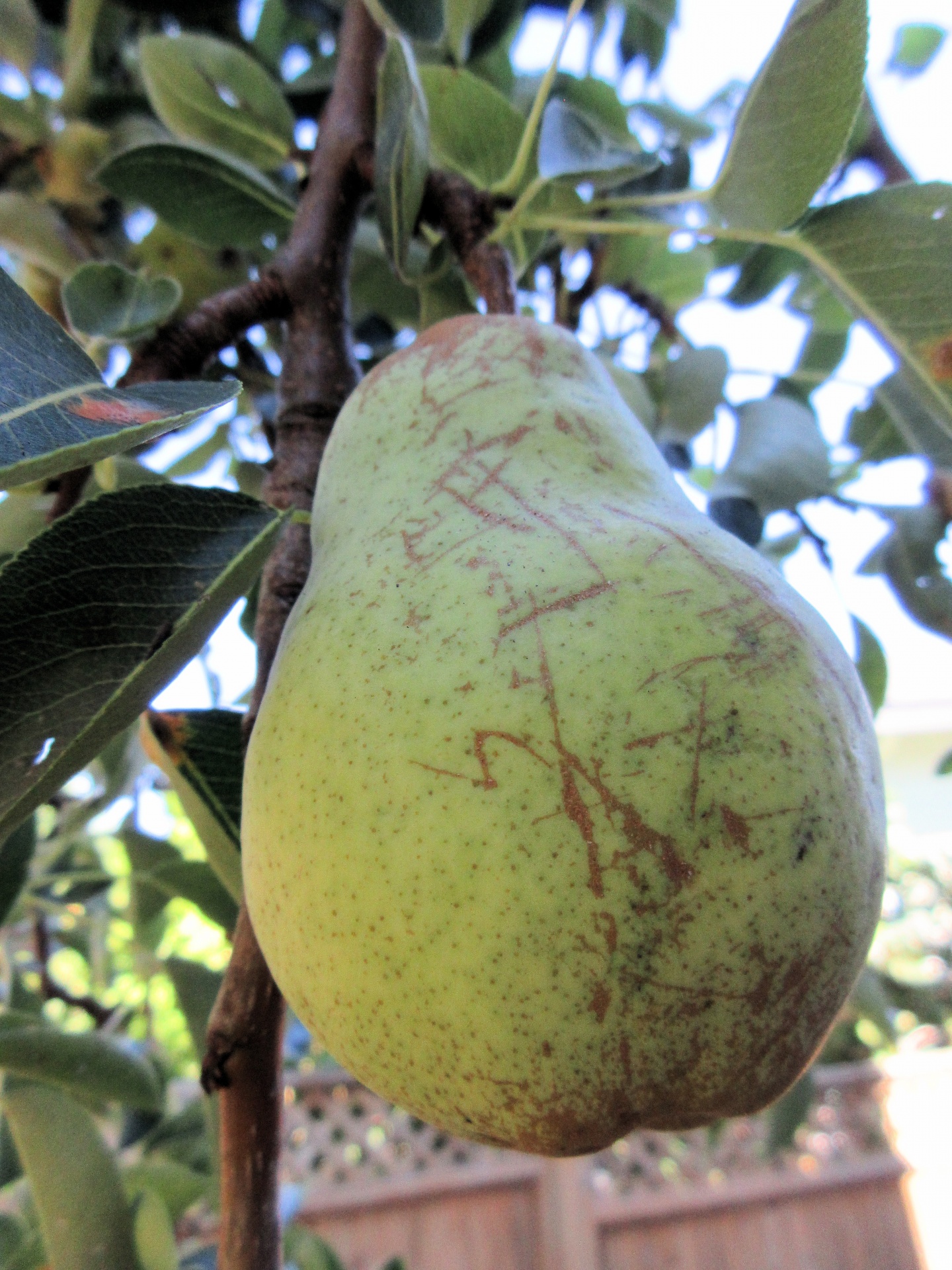 pear closeup grow free photo