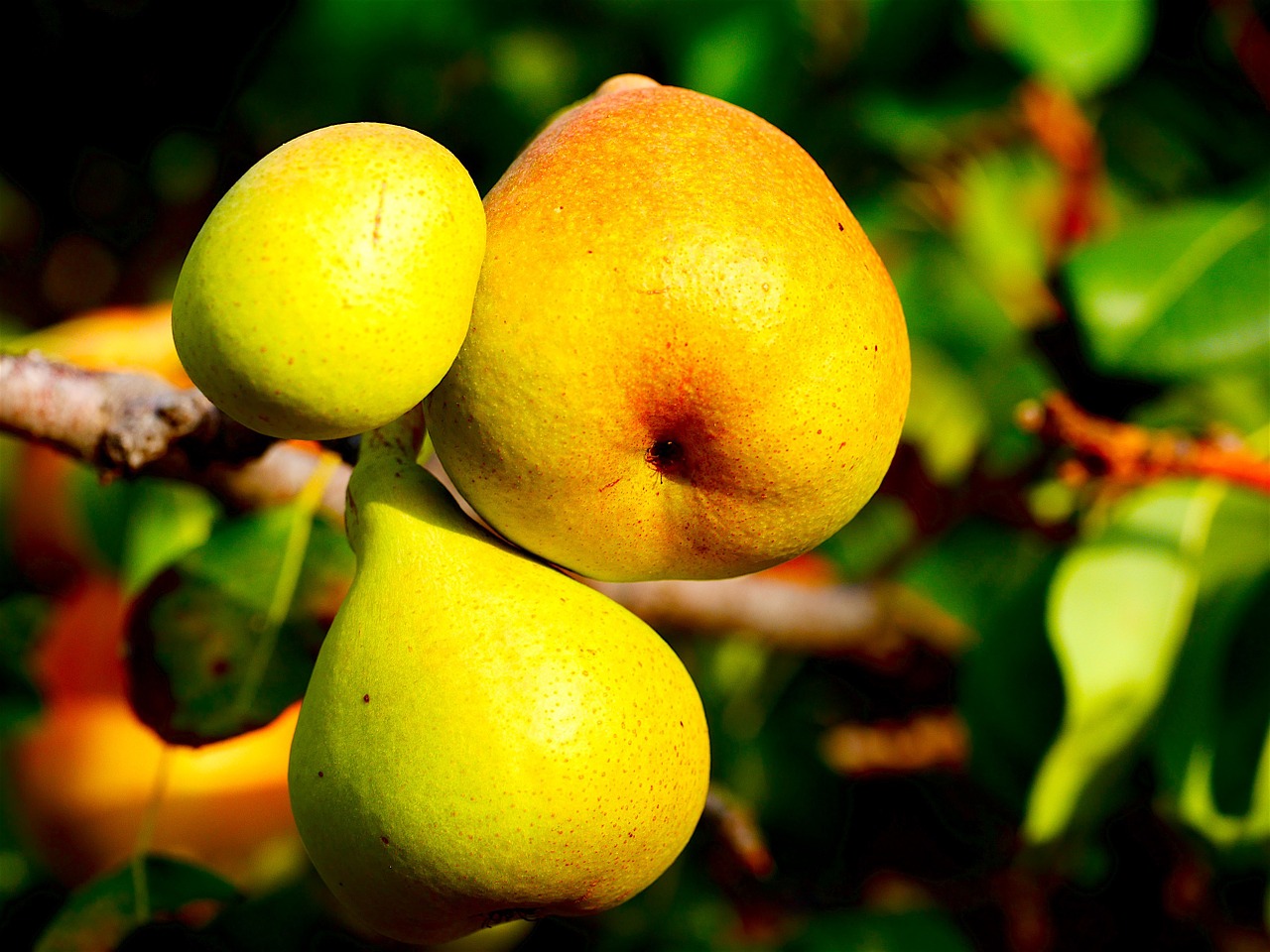 pear food vitamins free photo