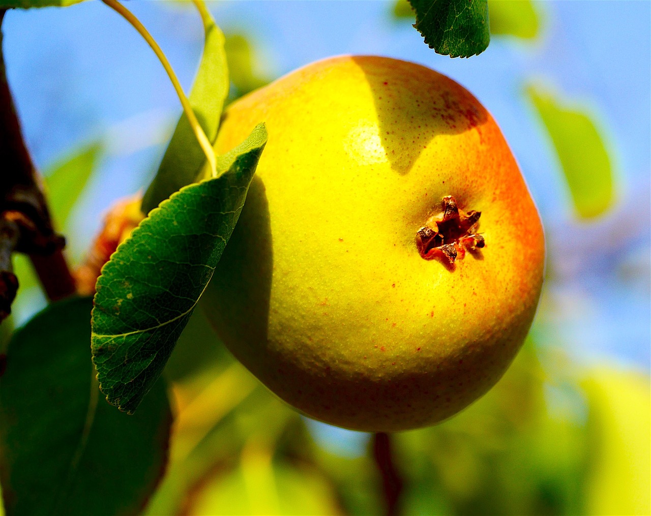 pear fruit fruits free photo