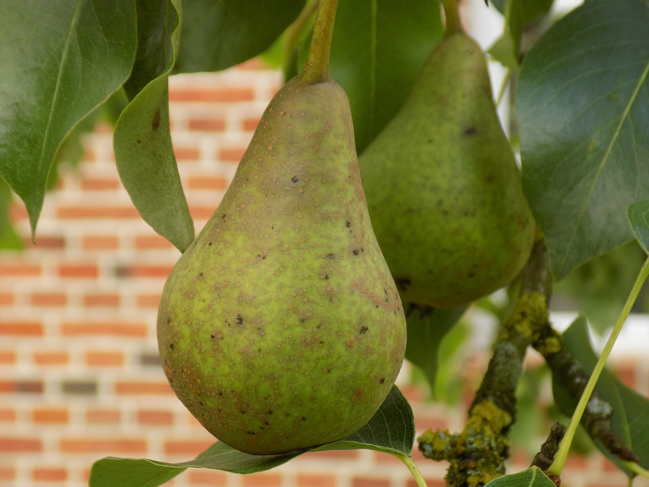 pear food tree free photo