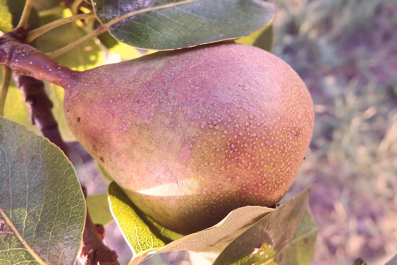 pear fruit healthy free photo