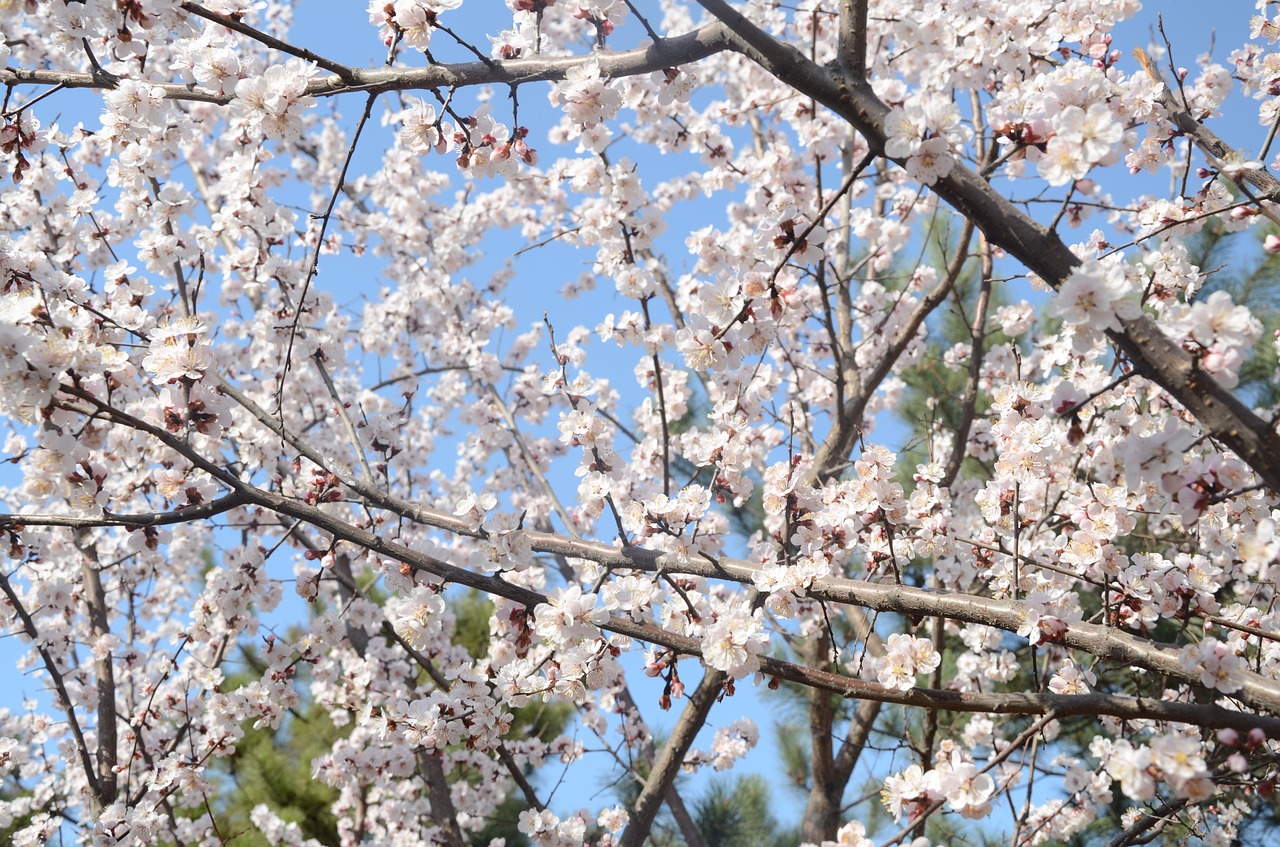 pear botanical garden spring free photo