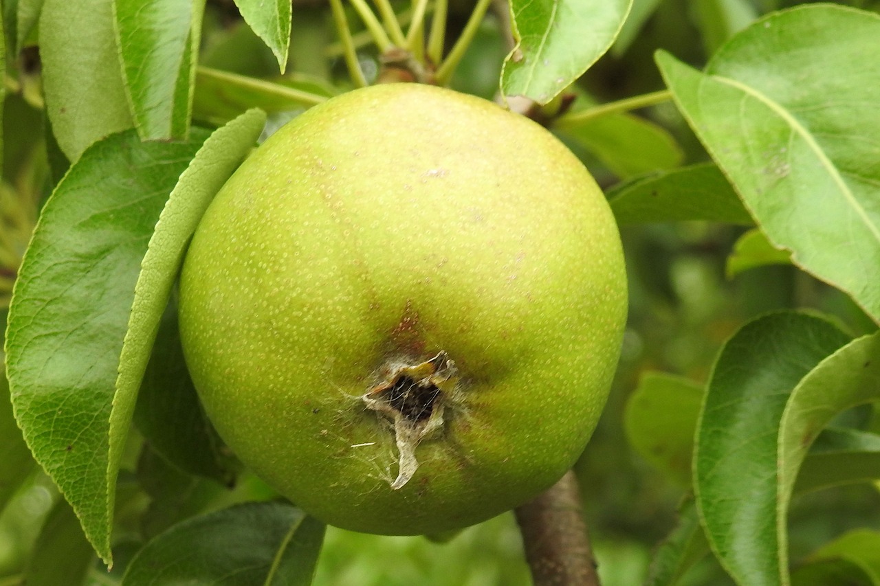 pear fruit nature free photo