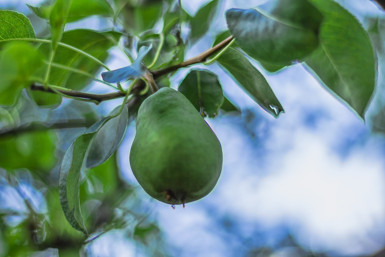 pear fruit fruits free photo