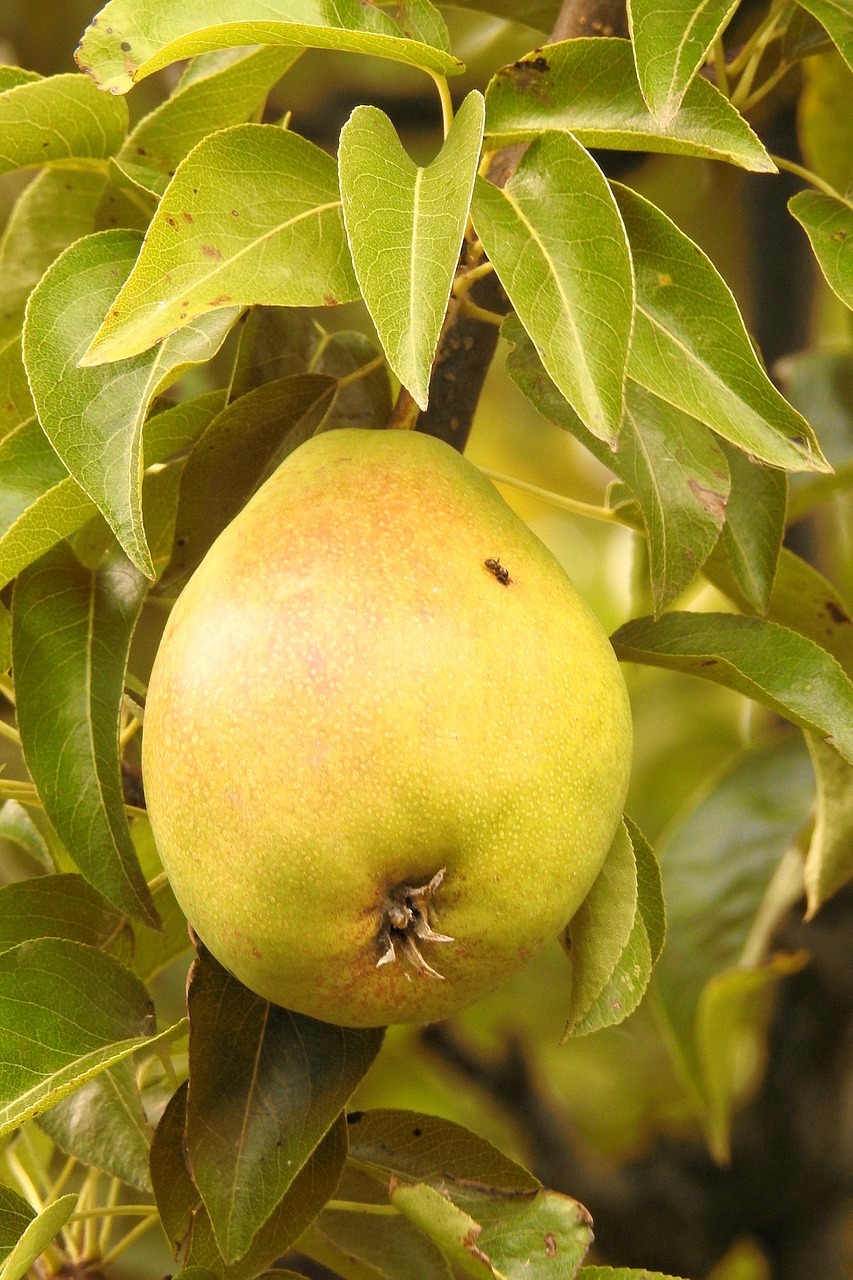 pear green branch free photo