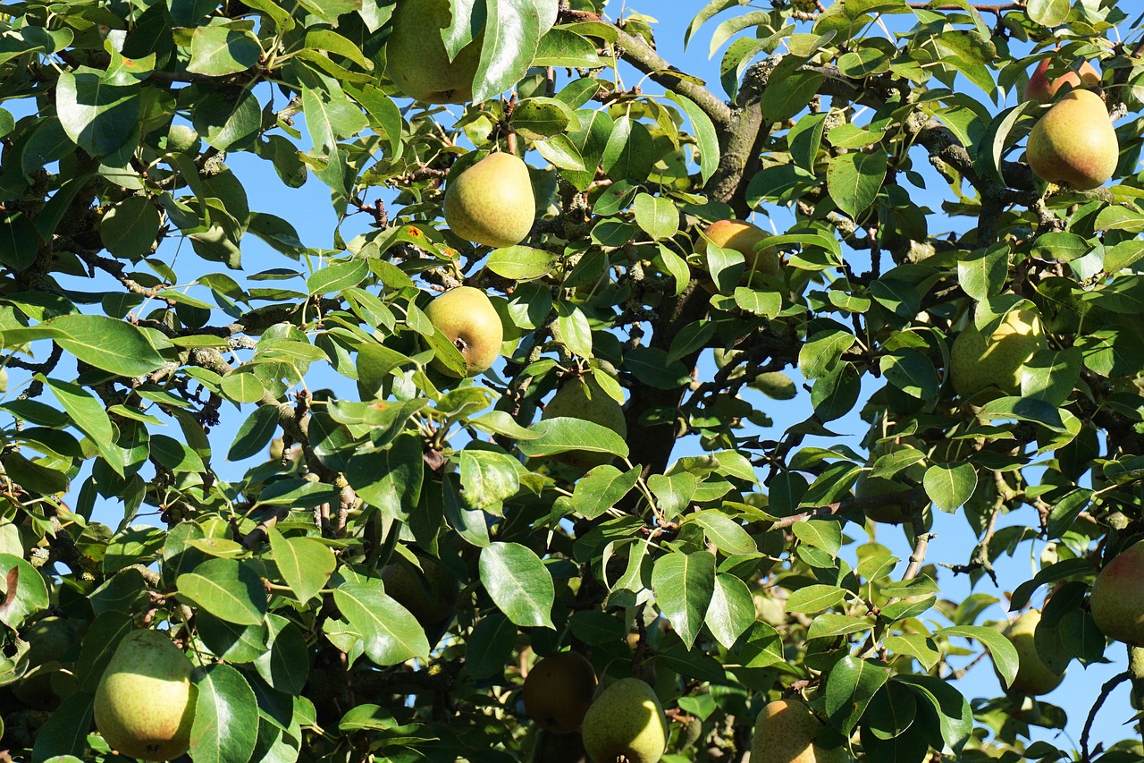 pear tree fruits free photo