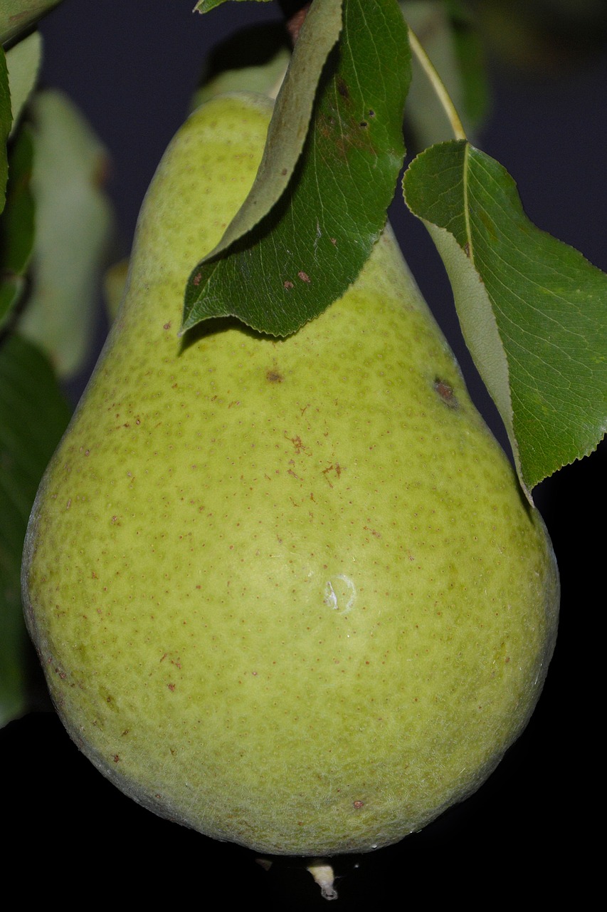 pear leaves fruit free photo