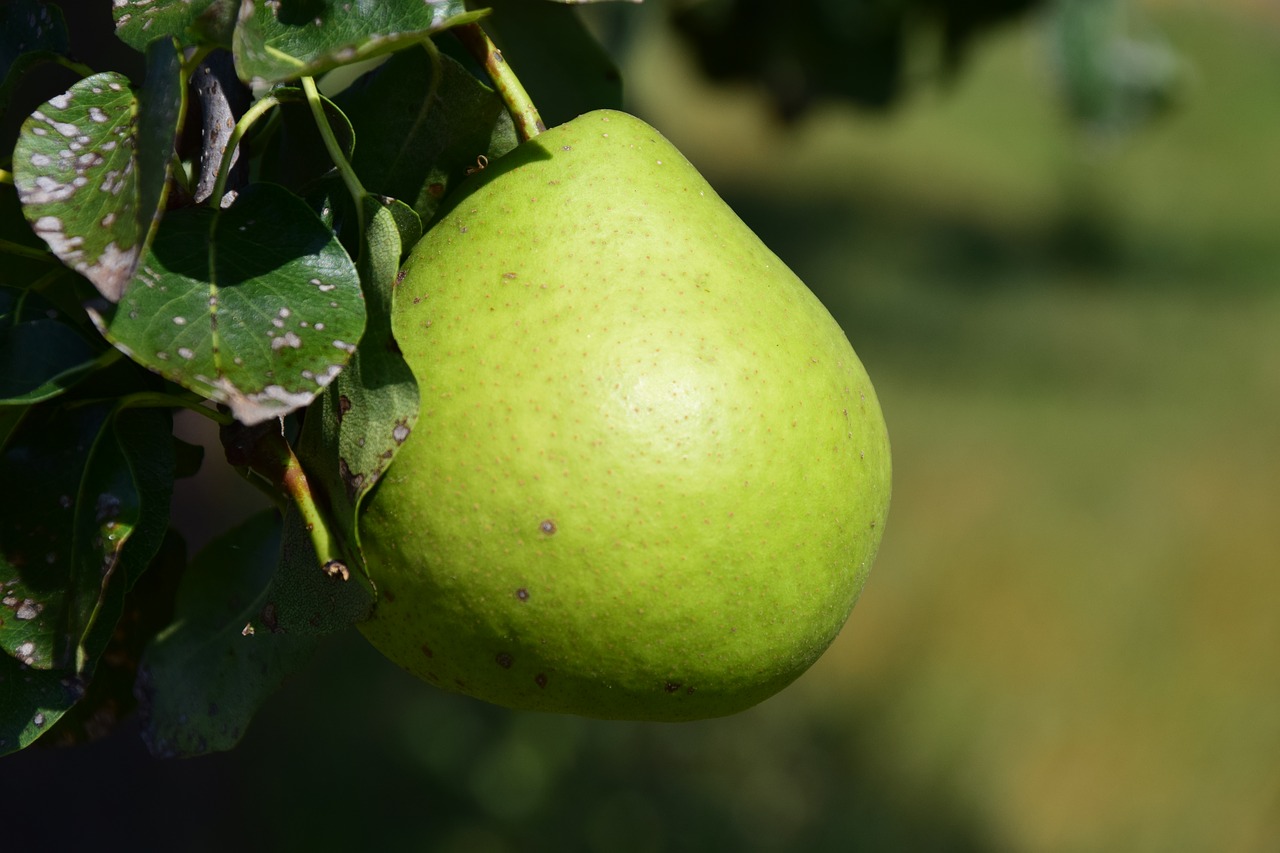 pear fruit fruits free photo