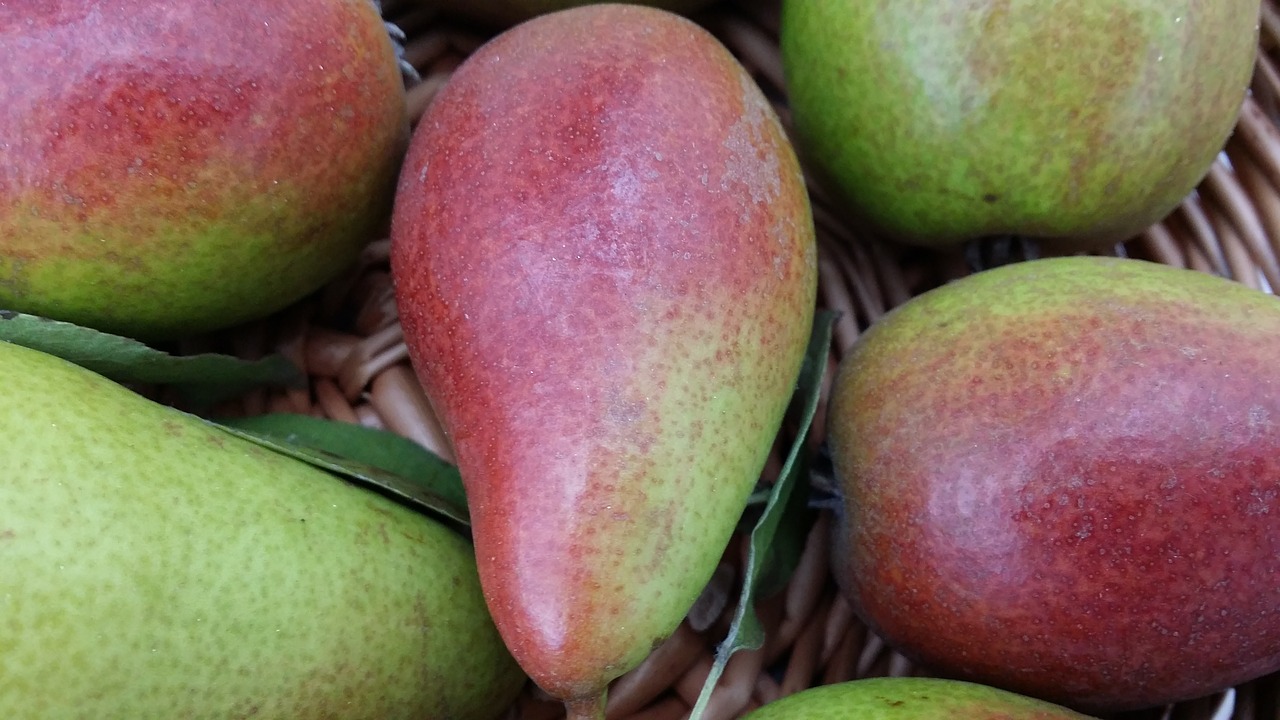 pear fruit closeup free photo