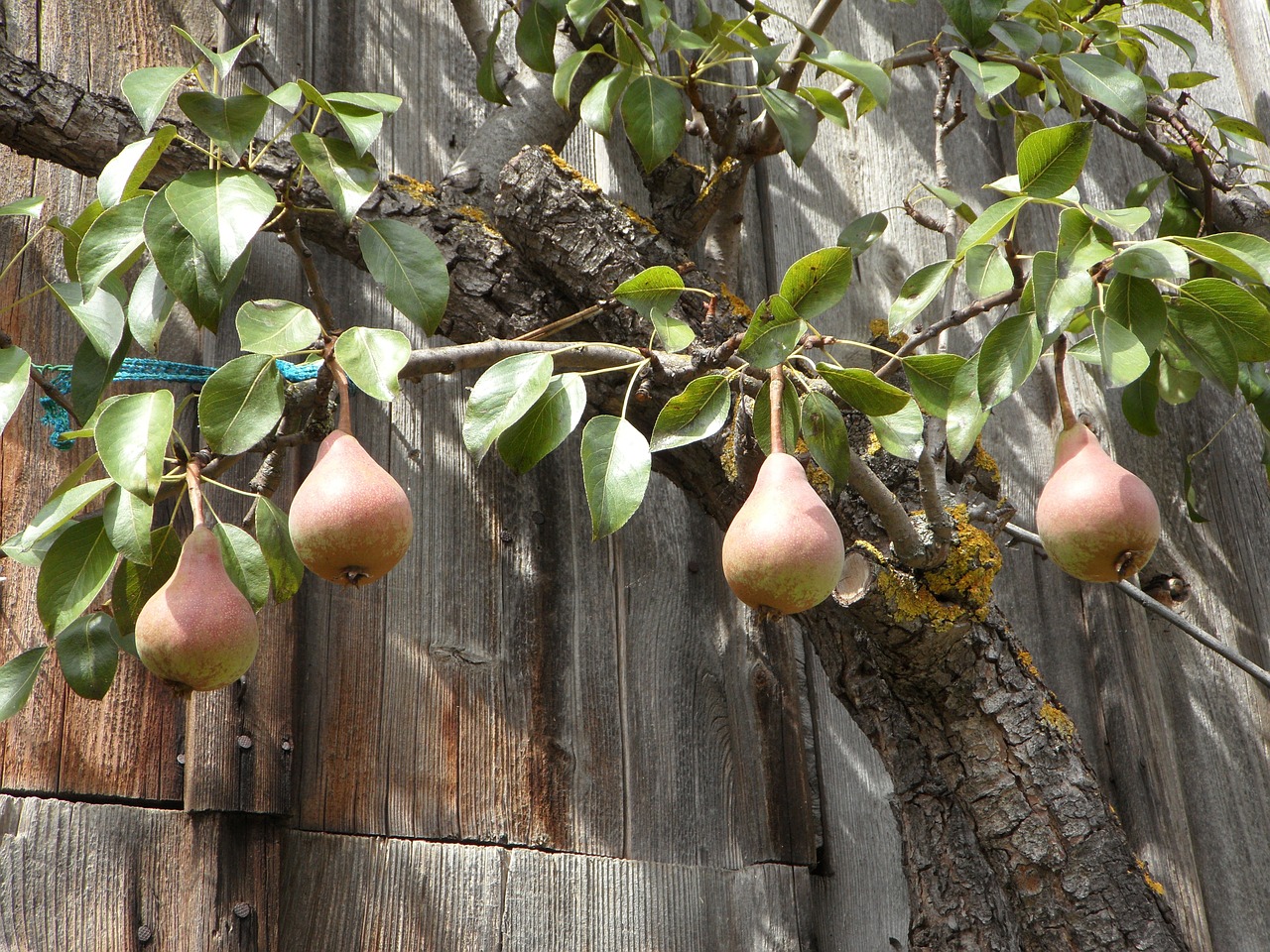 pear fruits late summer free photo