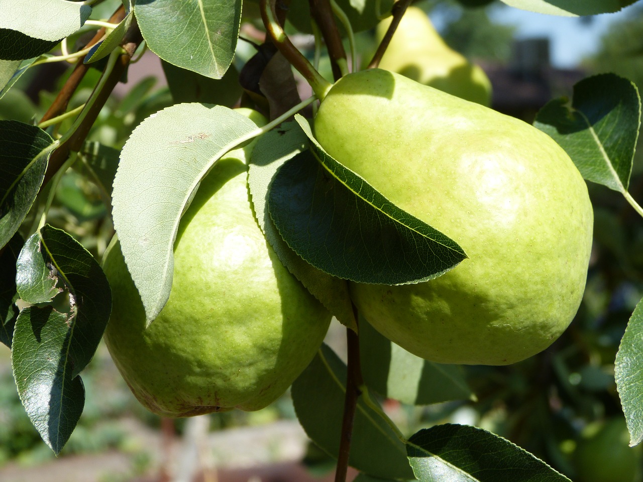pear fruit fruit tree free photo