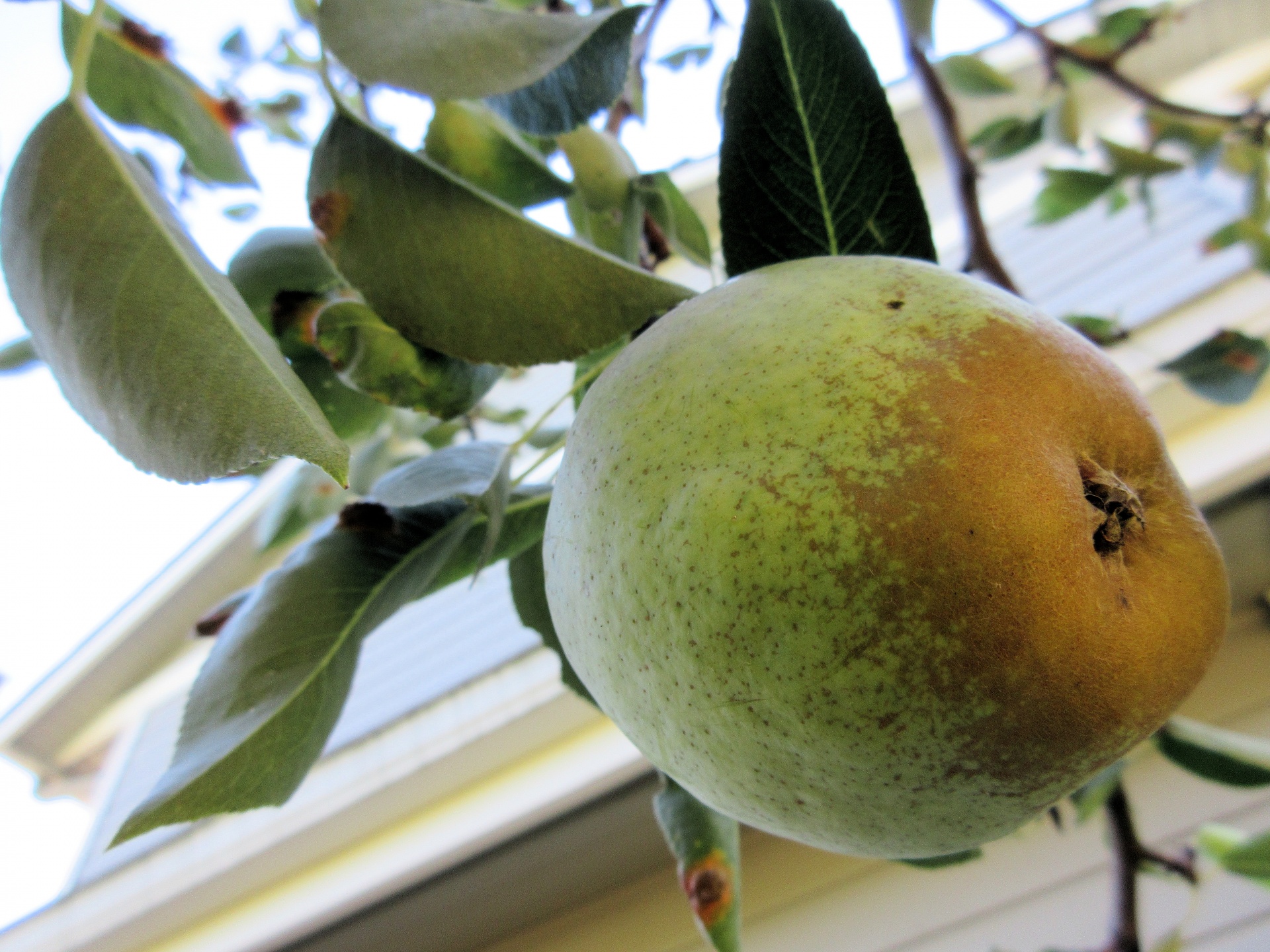 pear closeup grow free photo
