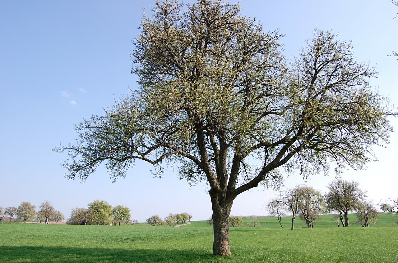 pear fruit tree tree free photo