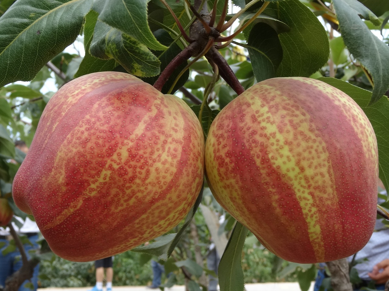 pear fruit red free photo