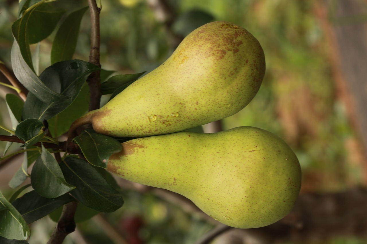 pear fruit pears free photo