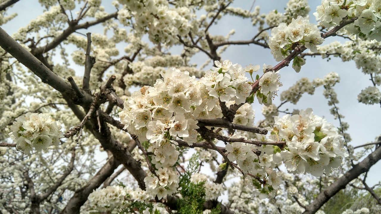 pear spring white flowers free photo