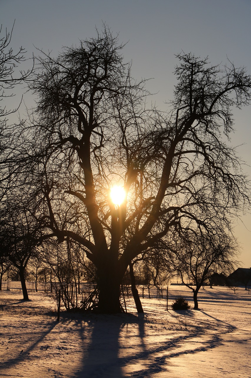 pear tree sun free photo