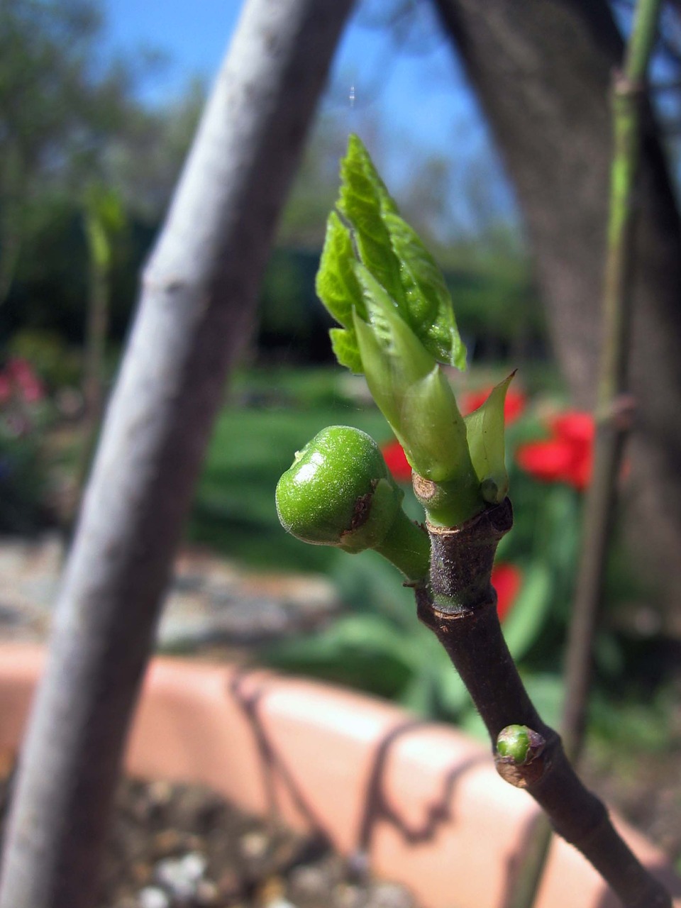 Pear Tree Letter Garden Fruit Free Image From Needpix Com