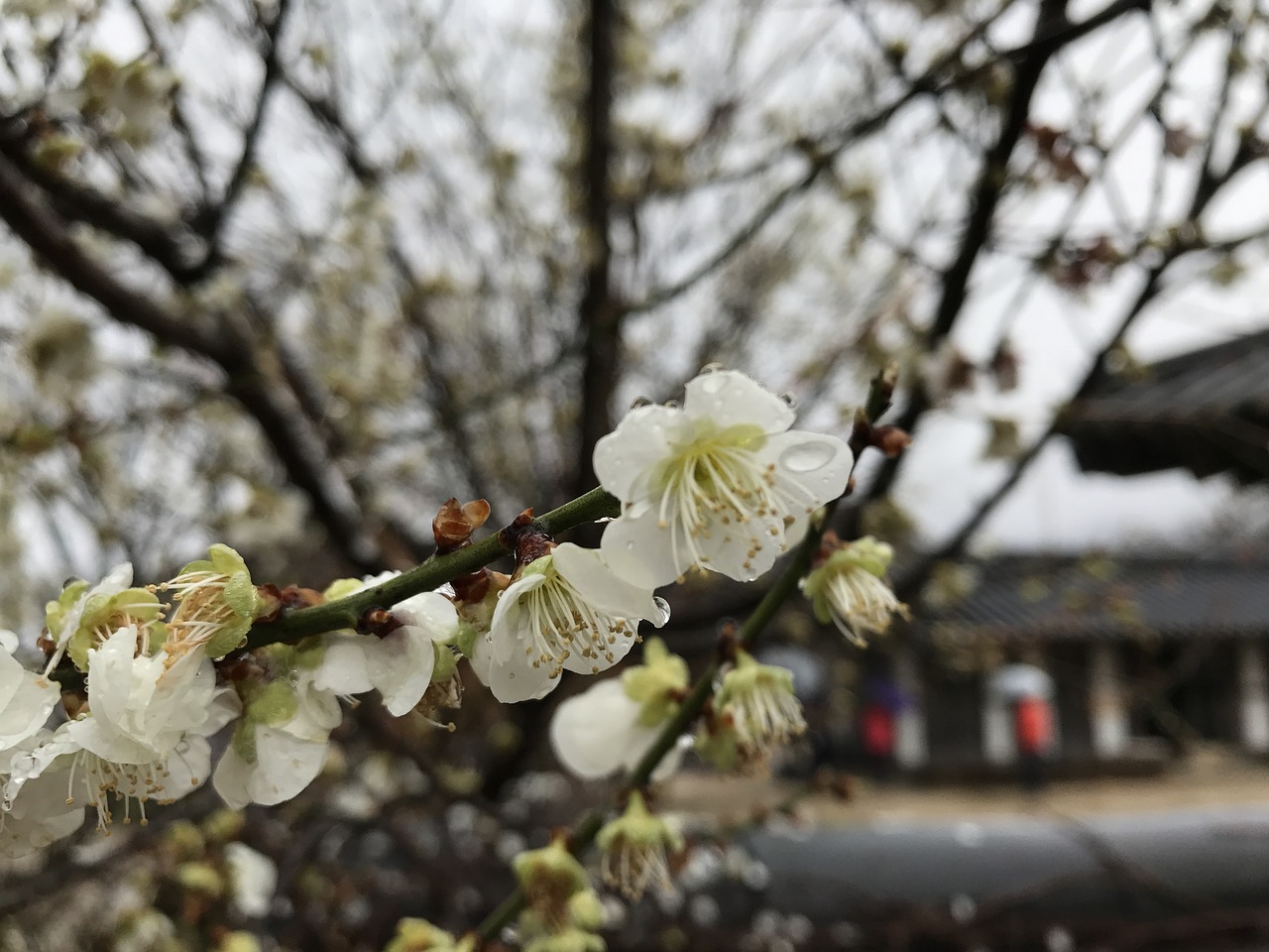 pear korea flower free photo