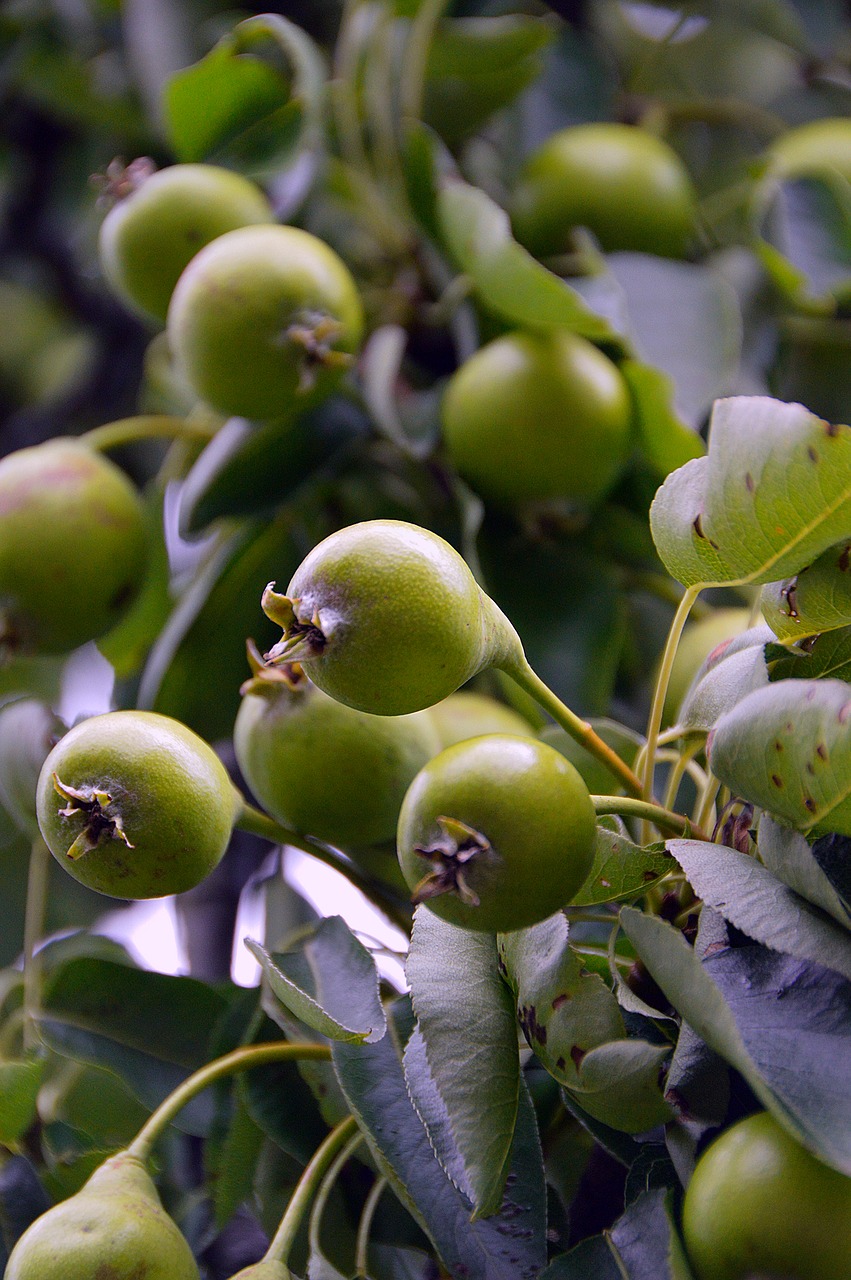 pear green fruit free photo