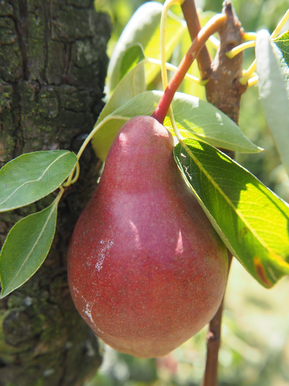 pear fruit garden free photo