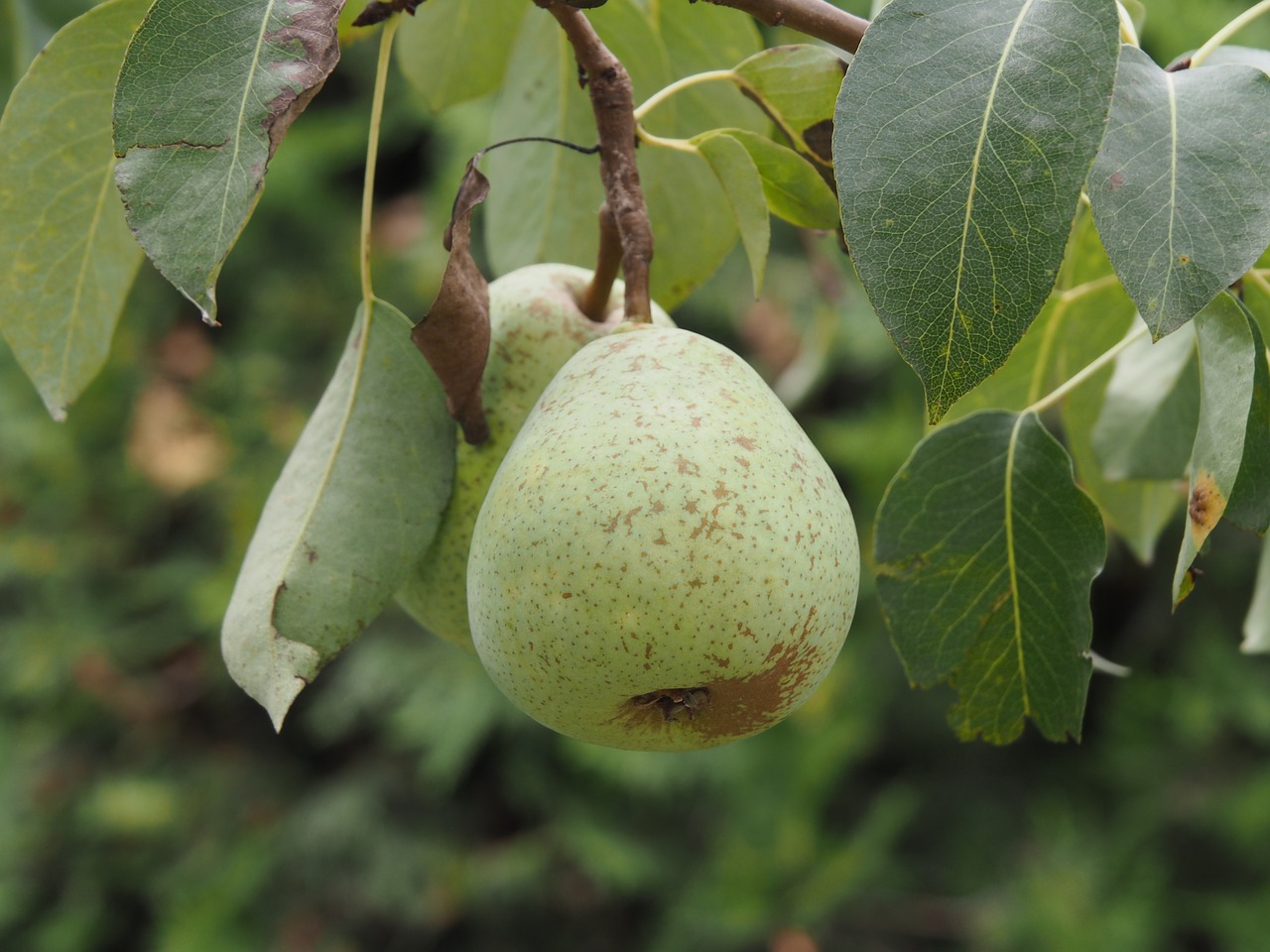 pear fruit fruits free photo