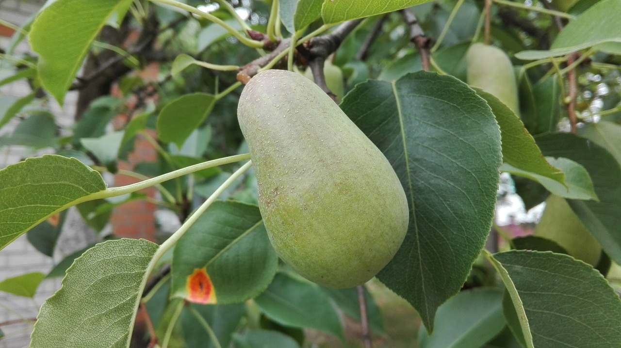 pear august harvest free photo