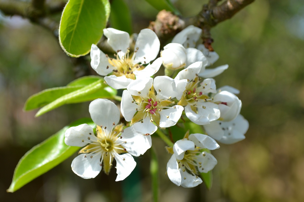 pear blossom flower free photo