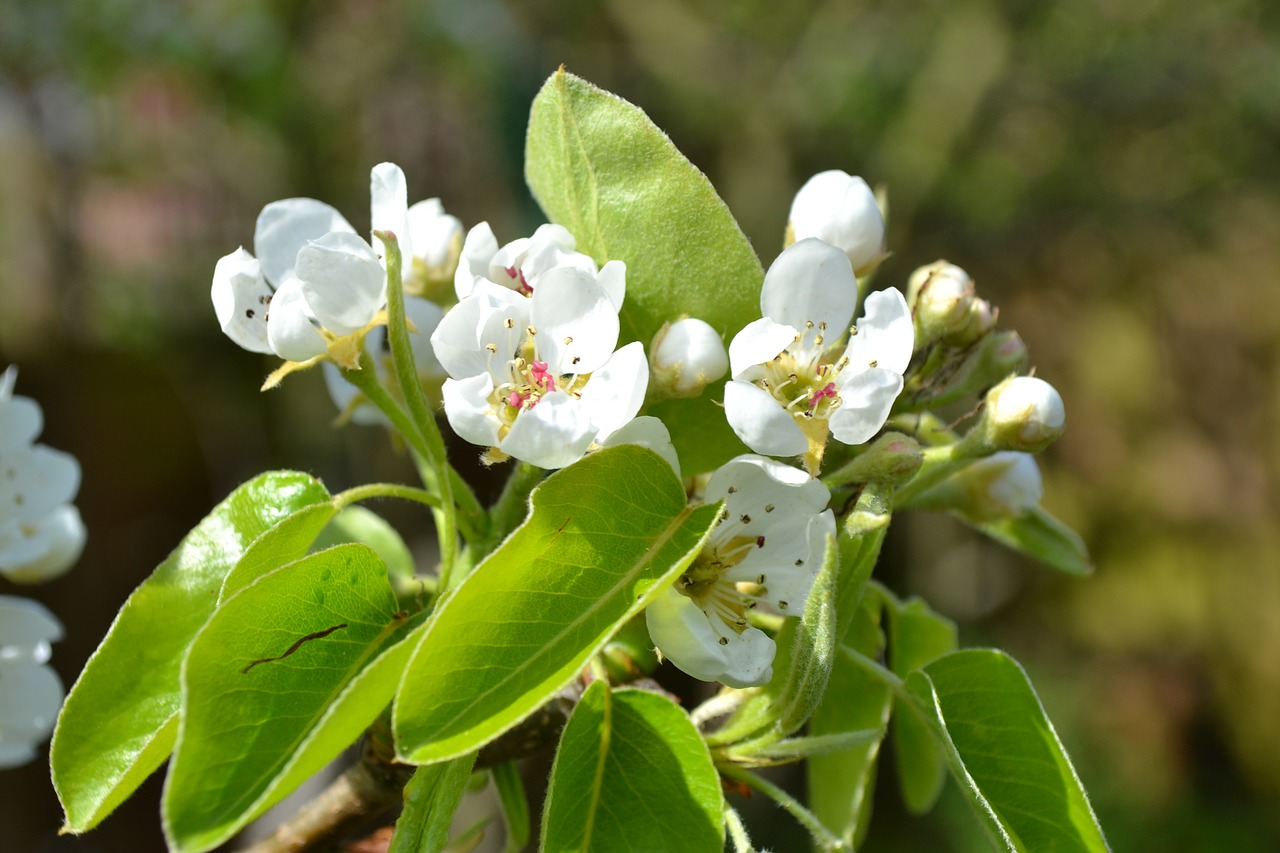 pear blossom flower free photo