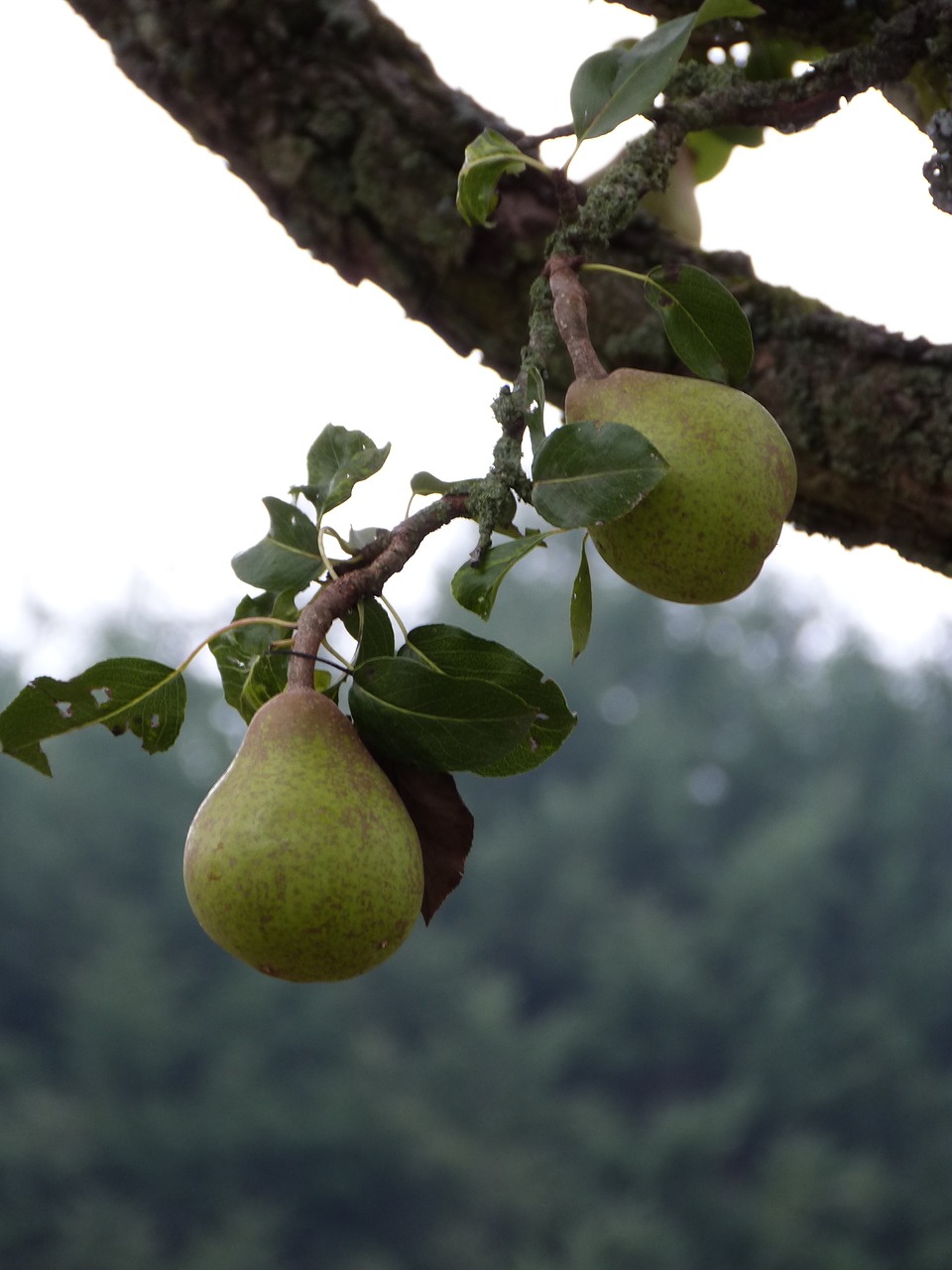 pear nature field free photo