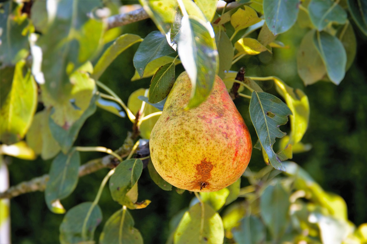 pear pear tree nature free photo