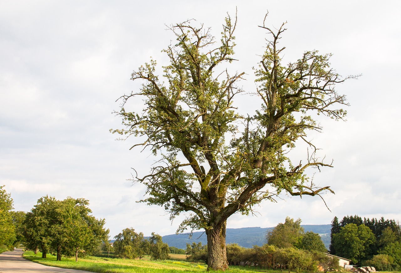 pear tree old tree free photo