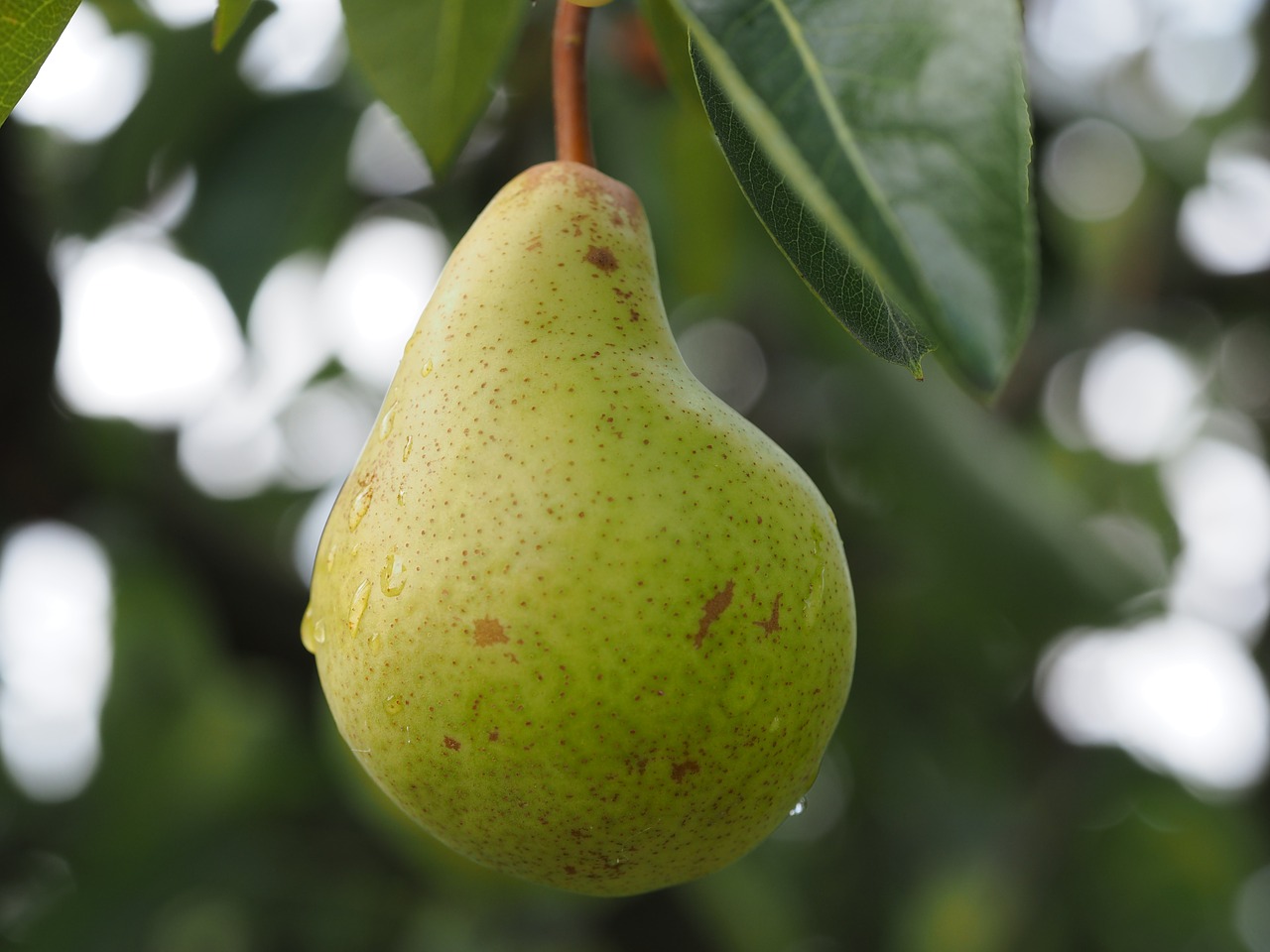 pear fruit fruits free photo