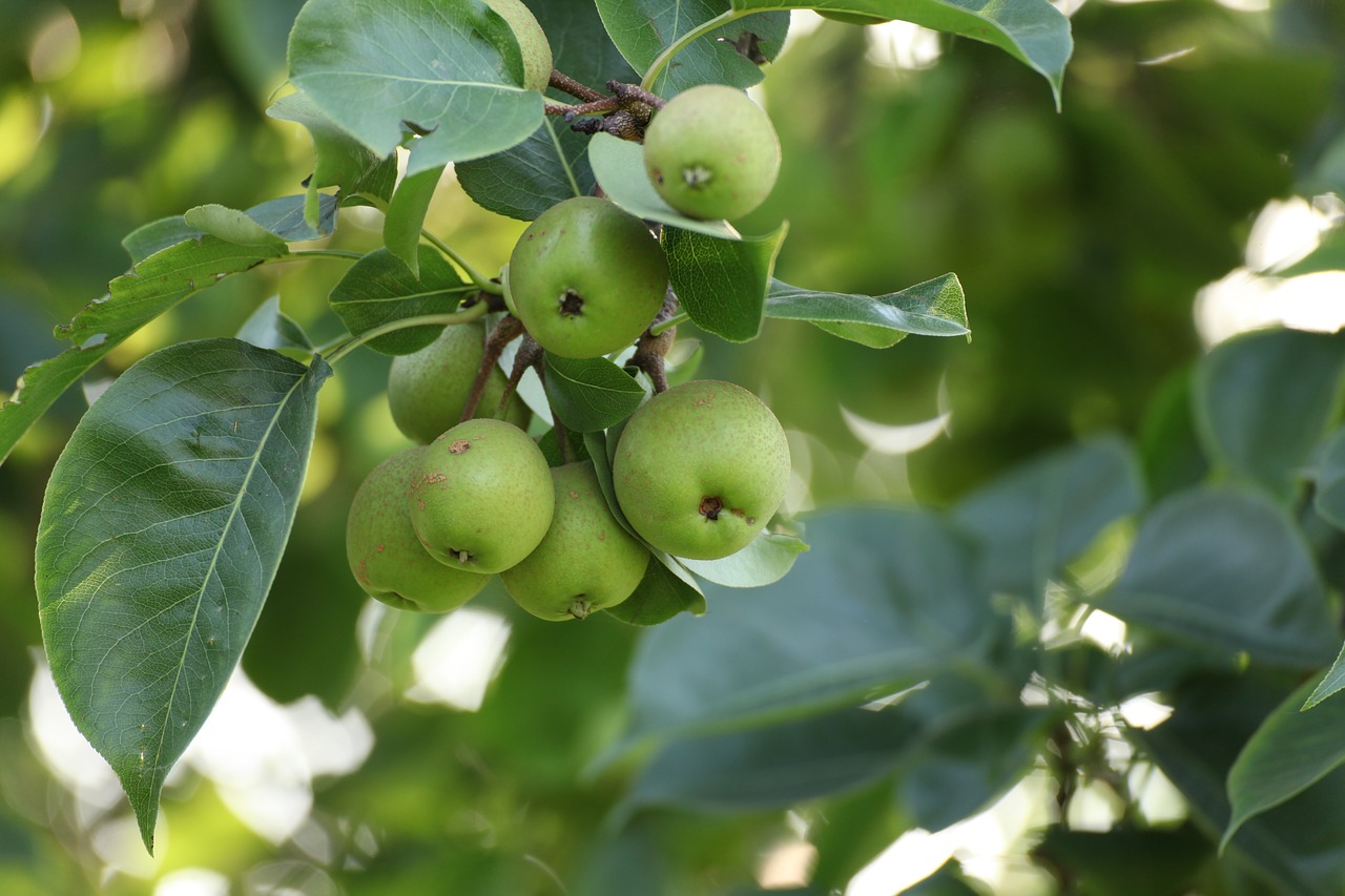 pear fruit nature free photo