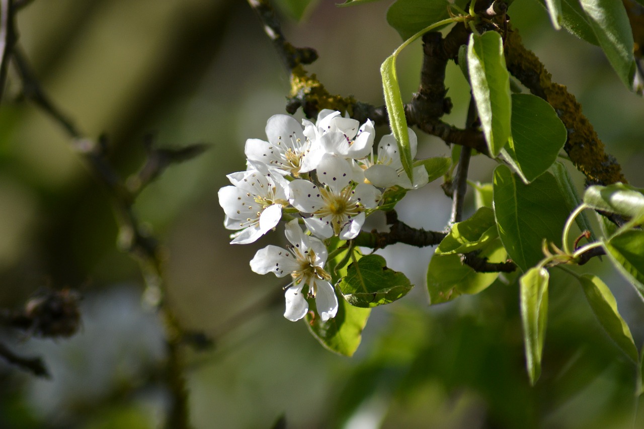 pear blossom flower free photo