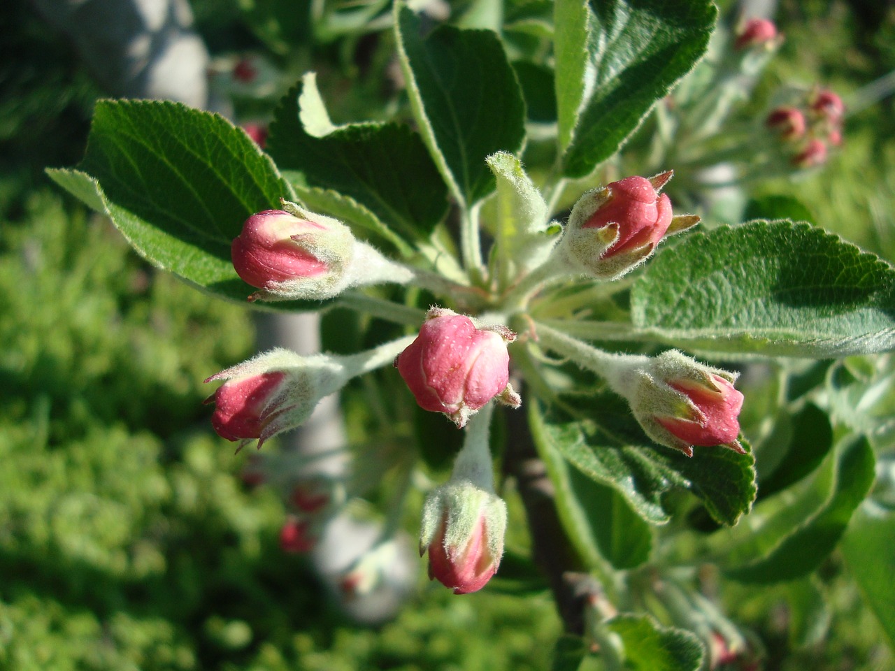 pear blossom bloom free photo